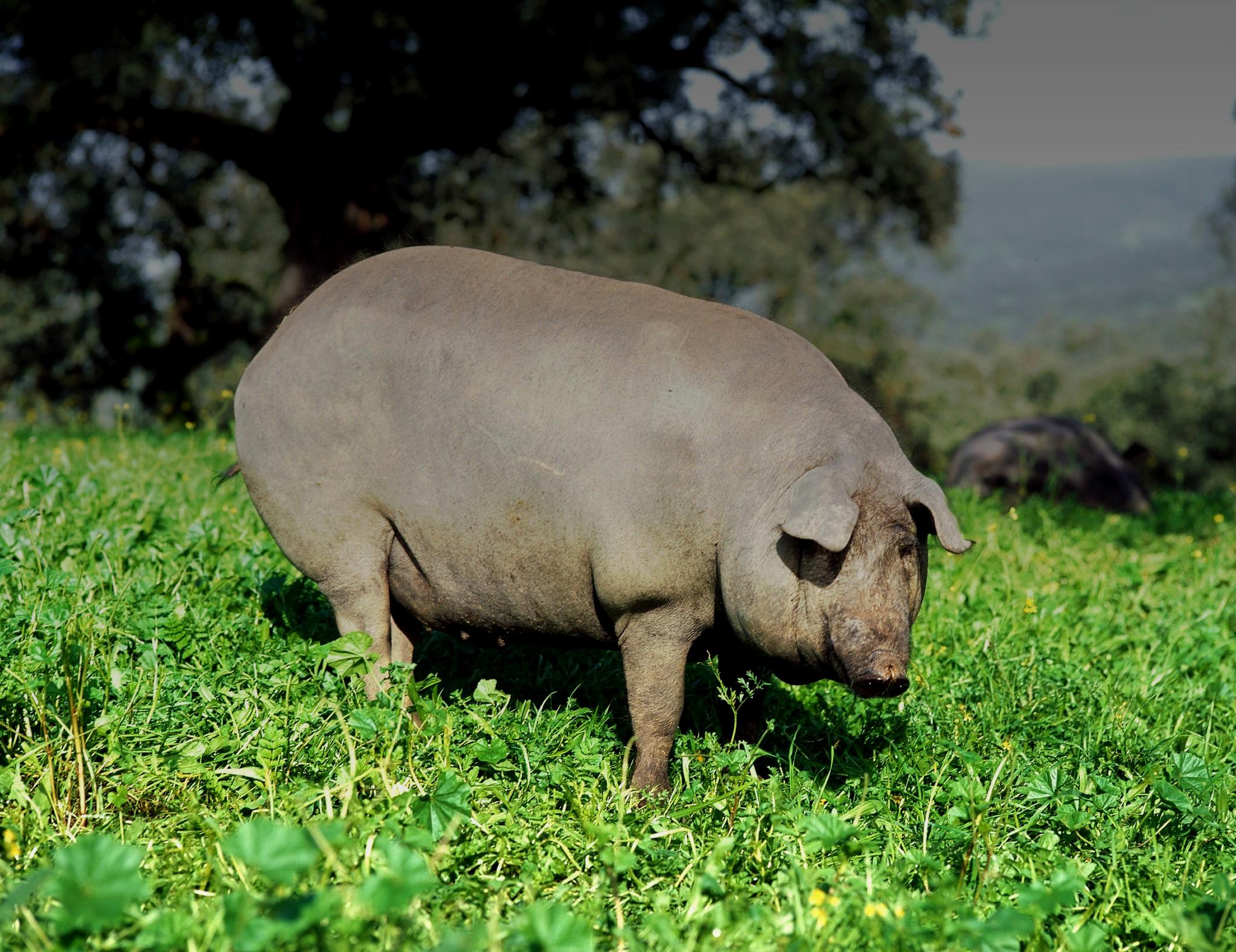 Cerdo ibérico en la dehesa